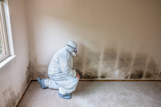 Best Mold Testing and Removal  in Mvern, AL